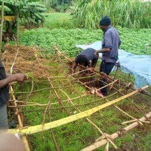 Star of hope Successful Onion Farms Benefit Kenya SeedBed 01